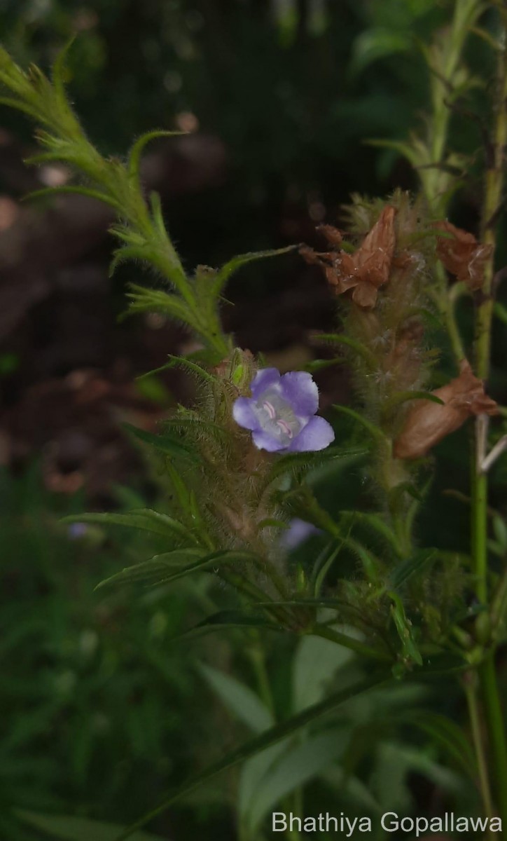 Strobilanthes nigrescens T.Anderson
